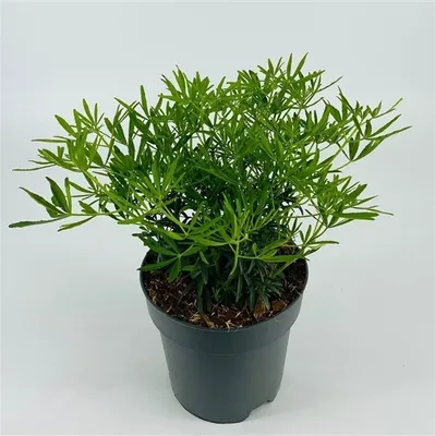 Produktbild von Choisya ternata White Dazzler 30-40 cm - Orangenblume - immergrüner Kleinstrauch