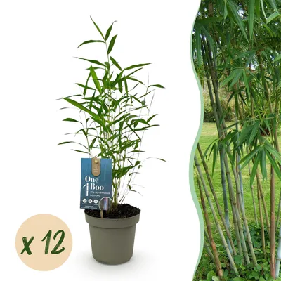 Image de Green boutiQ - Bambou - Fargesia Blue Dragon - À feuillage persistant - Non envahissant - Vert - 12 plants - Pot de 14 cm - Hauteur 35 cm