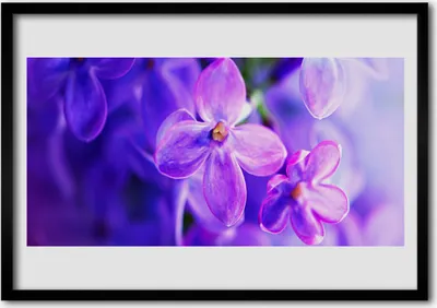 Produktbild von Bild 100x70 MDF-Rahmen Wandkunst Blumen Lila Natur
