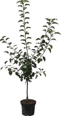 Produktbild von Grüner Boskoop Winterapfel Bratapfel Buschbaum 110-140 cm im 7,5 Liter Topf Unterlage M9