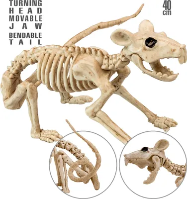 Produktbild von Gruselige Tier-Skelette – Unheimlicher Hingucker für Ihre Halloween-Deko! Ratte