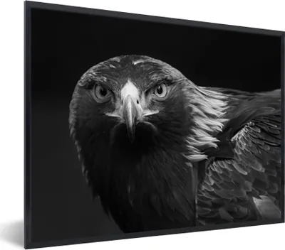 Produktbild von MuchoWow® Gerahmtes Poster Bussard - Vogel - Tiere - Schwarz - Weiß 80x60 cm - Poster mit Schwarzem Bilderrahmen Wandposter Rahmen Foto Bilder - Schwarzem - Mit Gestell