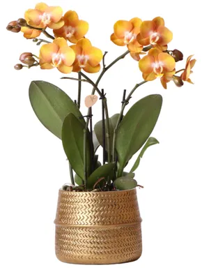 Immagine prodotto di Orchidee colibrì - orchidea Phalaenopsis Las Vegas arancione in fiore decorativo con scanalatura dorata - dimensione del fiore 12 cm