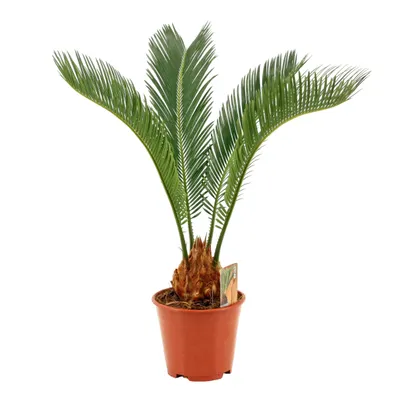 Produktbild von Cycas Revoluta 55 cm – Sagopalme / Japanische Sagopalme – Palmfarn – Exotische Zimmerpflanze – Topf 14 cm Ø – Pflegeleicht