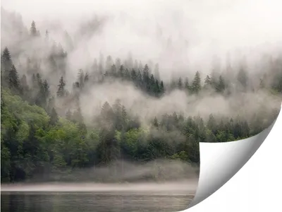 Obrázok produktu pre Fototapeta 01-Forest_We_Fog Pre Spálňu Obývaciu Izbu Tapeta 150X105