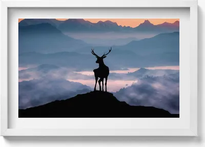 Produktbild von Hirsche auf einem Berggipfel– Wandbild mit Rahmen – Gerahmtes Bild  – Wanddekoration – 60x40 cm –  Schwarz Rahmen