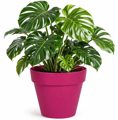 Produktbild von Mega Collections Pflanzentopf/blumentopf - Kunststoff - rosa - 39 x 35 cm