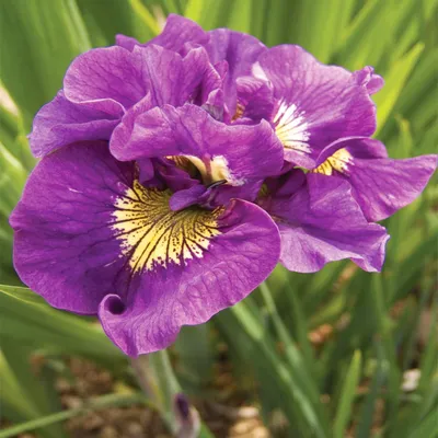 Image de Iris sibérien Double Standard 1 pièce Iris plants Iris Iris