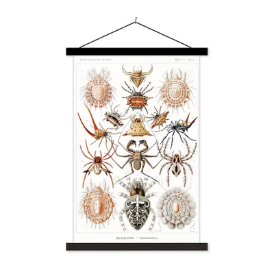 Produktbild von MuchoWow® Textilposter Retro - Spinne - Ernst Haeckel - Spinnen 40x60 cm mit schwarzem Rahmen - Wanddekorationen