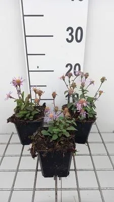 Imagen del producto de 6 x Aster radula 'August Sky' - Aster de otoño - Maceta de 9 x 9 cm