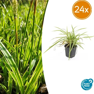 Produktbild von Carex morrowii 'Aureovariegata' | 24 Stück - 10-25cm - Ø9cm - Gartenpflanze
