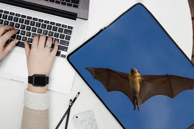 Produktbild von MuchoWow® Laptop Hülle 17 Zoll Laptoptasche Große Fledermaus im Flug - Zipper - Schutzabdeckung