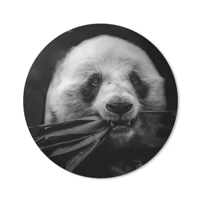 Produktbild von MuchoWow® Mauspad Mousepad Tiere - Panda - Dschungel - Schwarz - Weiß 40x40 cm - Mousepads - Maus Mat - Pad - Mausunterlage - Schreibtisch Accessoires