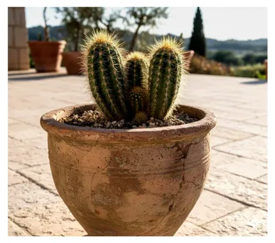 Produktbild von Pachycereus pringlei, Zaunkaktus, Kakteengruppe, Sukkulenten, 17er Topf