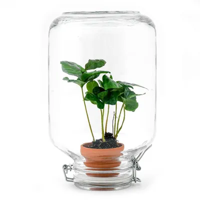 Produktbild von Urbanjngl Easyplant Coffea Arabica