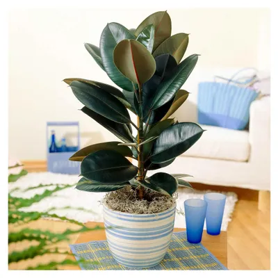 Produktbild von Ficus Abidjan Gummibaum | Zimmerpflanze (30-40 cm inkl. Topf)