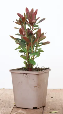 Produktbild von Euphorbia amygdaloides 'Purpurea', Wolfsmilch, purpur, ca. 11x11 cm Topf