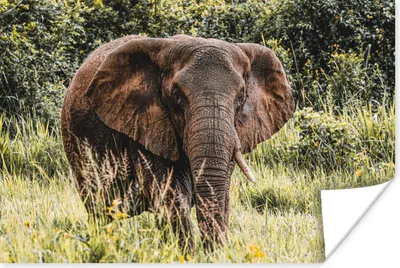 Produktbild von MuchoWow® Poster Elefant - Natur - Gras 60x40 cm - Schlafzimmerdekoration