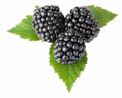 Immagine prodotto di Mora - Rubus fruticosus 'Himalaya' P9 30-35 cm