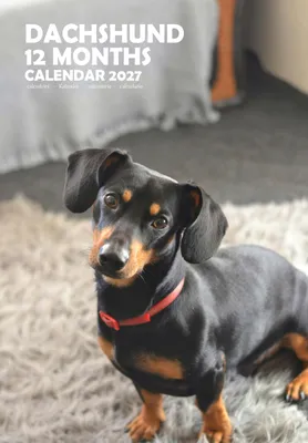 Teckel Hund A3 Kalender 2027, Drahtbindung, 12 Monate