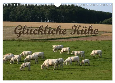 Produktbild von Glückliche Kühe (Wandkalender 2027 DIN A4 quer), CALVENDO Monatskalender