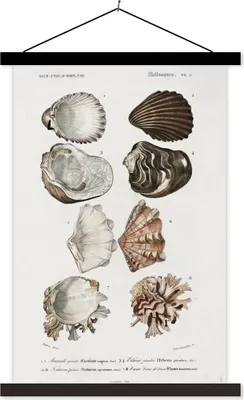 Produktbild von MuchoWow® Textilposter Muschel - Vintage - Meer 120x180 cm mit schwarzem Rahmen - Fotos