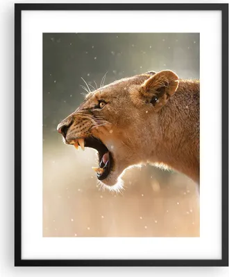 Produktbild von Gerahmtes Poster - Schwarzer Rahmen - Löwe Löwin Reißzähne - 40x50 cm - Wand Bild - Wanddeko - Wandbilder - Kunstposter - Wandposter - Bilderrahmen - Bilder - Kunstdruck - Wandbild - P2BPA40x50-4137