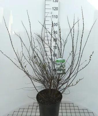 Immagine prodotto di Spiraea nipp. 'Snowmound' - Spiraea nuziale 50- 60 cm - contenitore