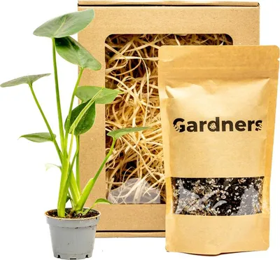 Obrázek produktu pro Gardners Set Monstera deliciosa a substrát v dárkovém balení