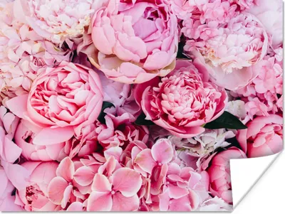 Produktbild von MuchoWow® Poster Blumen - Rosa - Rosen 80x60 cm - Kunst für zu Hause