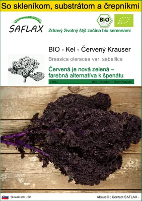 Obrázok produktu pre SAFLAX Kultivačný set - BIO - Kel - Červený Krauser - Brassica oleracea var. sabellica - 50 Semená - S mini skleníkom, pestovateľským substrátom a 2 črepníkmi