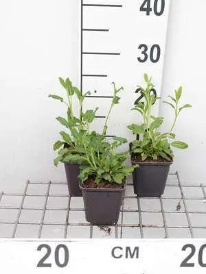 Image de 6 x Salvia nemorosa - Mousse étoilée - Pot 9 x 9 cm