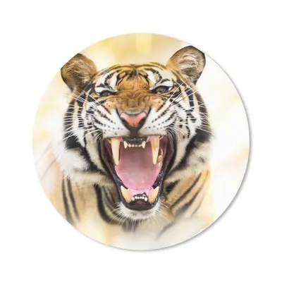 Produktbild von MuchoWow® Mauspad Mousepad Tiger - Zähne - Raubtiere 20x20 cm - Mousepads - Maus Mat - Pad - Mausunterlage - Schreibtischmatte