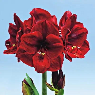 Immagine prodotto di Hippeastrum Zwartnica Amarylis Benfica 1 pz Bulbi Bulbi di amarilli