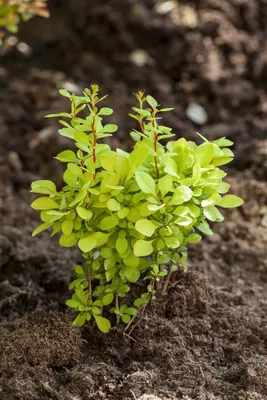 Produktbild von Berberis thunbergii 'Maria', Heckenberberitze, gelbgrün, 20–25 cm