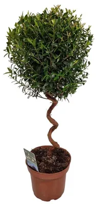 Produktbild von Echte Myrte Myrtus Pflanze 45cm