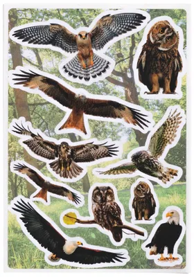 Produktbild von HERMA Sticker DECOR Greifvögel aus Papier matt 3 Blatt à 10 Sticker