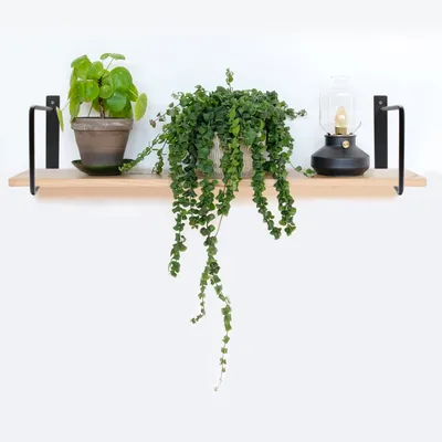 Two potted plants and a decorative lamp are displayed on a wooden shelf mounted on a white wall.