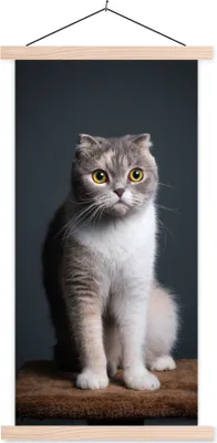 Produktbild von MuchoWow® Textilposter Katze - Haustiere - Licht 60x120 cm mit holzfarbenen Rahmen - Holz