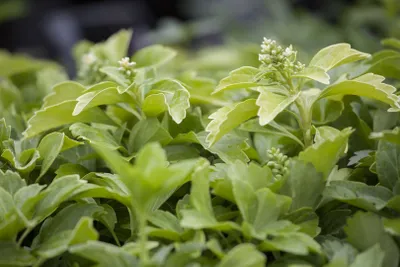 Produktbild von Pachysandra terminalis 'Compacta', Schattengrün, ca. 9x9 cm Topf