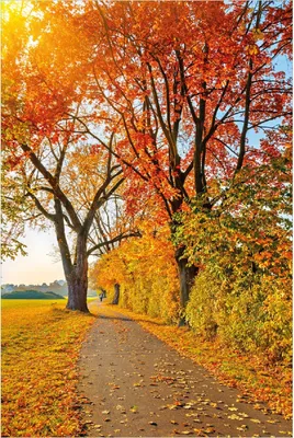 Produktbild von Wallario Poster - Herbstlicher Waldweg mit buntem Laub, Kunstdruck Größe: 61 x 91,50 cm