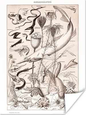 Produktbild von MuchoWow® Poster Meerestiere - Meer - Schwarz - Weiß 120x160 cm - Wandbilder