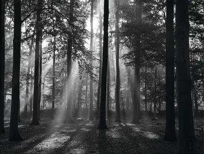 Produktbild von Papermoon VLIES Fototapete, Digitaldruck, Forrest Morgen in schwarz & weiß (006)