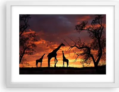 Produktbild von Gerahmtes Poster - Weißer Rahmen - Giraffe Afrika Sonne Safari - 40x30 cm - Wand Bild - Wanddeko - Wandbilder - Wandposter - Bilderrahmen - Bilder - Kunstdruck - Wandbild - P2WAA40x30-0507