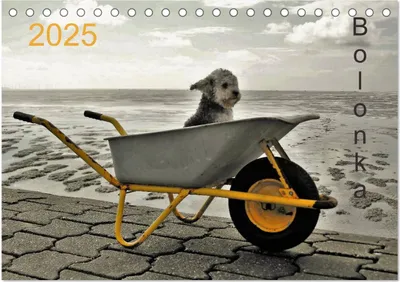 Produktbild von Bolonka 2025 (Tischkalender 2025 DIN A5 quer), CALVENDO Monatskalender