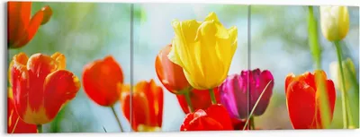 Produktbild von Bild auf Leinwand - Leinwandbild - Tulpe Blume Plantage Wiese - 150x50cm - Wand Bild - Wanddeko - Leinwanddruck - Bilder - Kunstdruck - Wanddekoration - Leinwand bilder - Wandkunst - CA150x50-2566