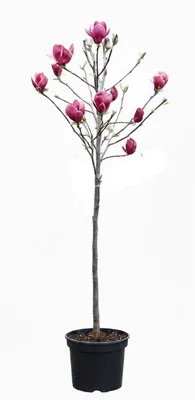 Produktbild von Rote Tulpen-Magnolie 170–180 cm, Magnolia soulangiana "Genie" Hochstamm, 125 cm Stammhöhe