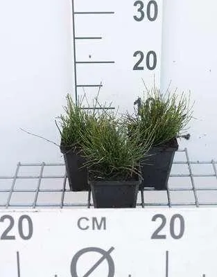 Obrázek produktu pro 6 x Equisetum scirpoides - Přeslička trpasličí - květináč 9 x 9 cm
