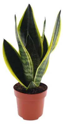 Produktbild von Sansevieria Futura Superba - 30cm - Ø12cm - Zimmerpflanze - Immergrün - Kakteen und Sukkulenten