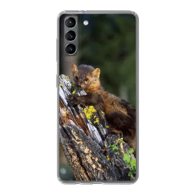 Produktbild von MuchoWow® Handyhülle Schutzhülle Hülle für Samsung Galaxy S21 Plus Marder - Baum - Wald Silikon Softcase Handy Hülle - Handy-Tasche